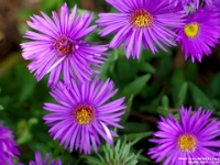 65328CrLe - Asters in our back garden   Each New Day A Miracle  [  Understanding the Bible   |   Poetry   |   Story  ]- by Pete Rhebergen